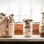 Medicinal Mushrooms