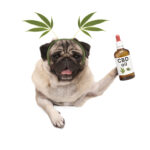 A pug holding a bottle of CBD oil with leaves behind its ears.